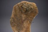 Enormous Fossil Triceratops Humerus Bone - Montana #352272-4